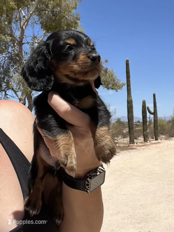 Blackjack – Miniature Dachshund puppy for sale in Florence, AZ