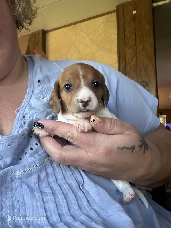 Fiona, a female Miniature Dachshund for sale in Saint Ignatius, MT – 1 of 4