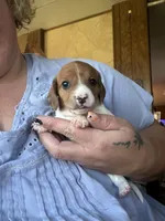 Fiona, a female Miniature Dachshund for sale in Saint Ignatius, MT – 1 of 4