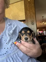 Tilly, a female Miniature Dachshund for sale in Saint Ignatius, MT – 1 of 2