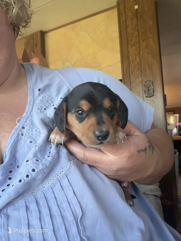Sal – Miniature Dachshund puppy for sale in Saint Ignatius, MT