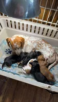 Shotzy , a male Miniature Dachshund for sale in Saint Ignatius, MT – 3 of 3