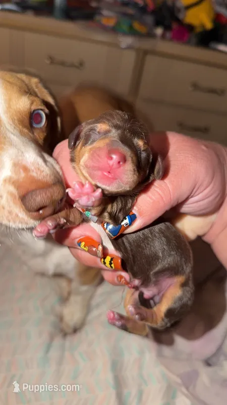 Winston – Miniature Dachshund puppy for sale in Saint Ignatius, MT
