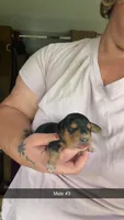 Sal, a male Miniature Dachshund for sale in Saint Ignatius, MT – 2 of 3