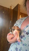 Fiona, a female Miniature Dachshund for sale in Saint Ignatius, MT – 2 of 4