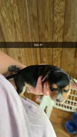 Tilly, a female Miniature Dachshund for sale in Saint Ignatius, MT – 2 of 2