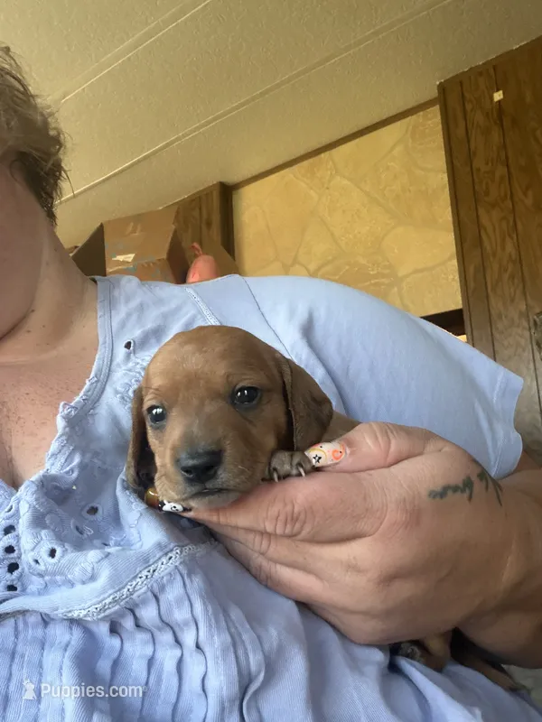 Shotzy  – Miniature Dachshund puppy for sale in Saint Ignatius, MT