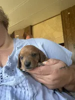 Shotzy , a male Miniature Dachshund for sale in Saint Ignatius, MT – 1 of 3