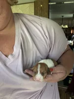 Fiona, a female Miniature Dachshund for sale in Saint Ignatius, MT – 3 of 4