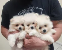 Suki, a female Pomeranian for sale in Sacramento, CA – Photo 2 of 2