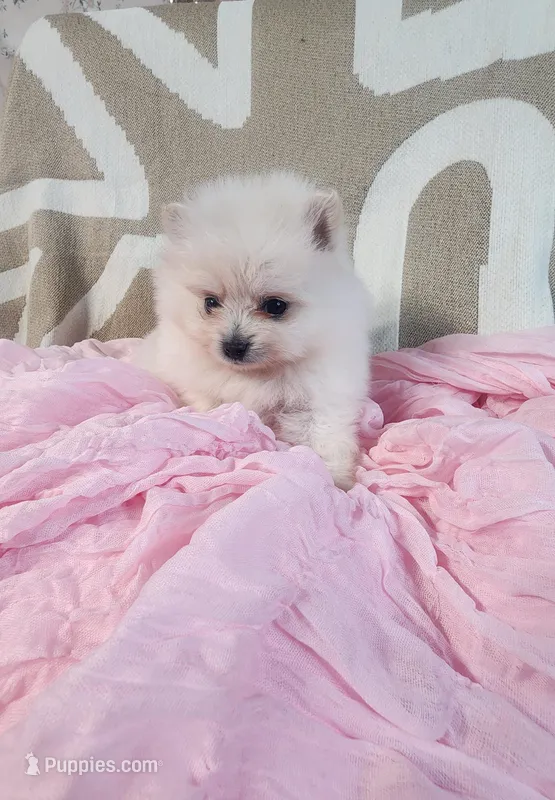 Suki – Pomeranian puppy for sale in Sacramento, CA