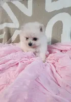 Suki, a female Pomeranian for sale in Sacramento, CA – Photo 1 of 2