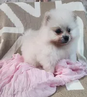 Yuni, a female Pomeranian for sale in Sacramento, CA – Photo 2 of 2