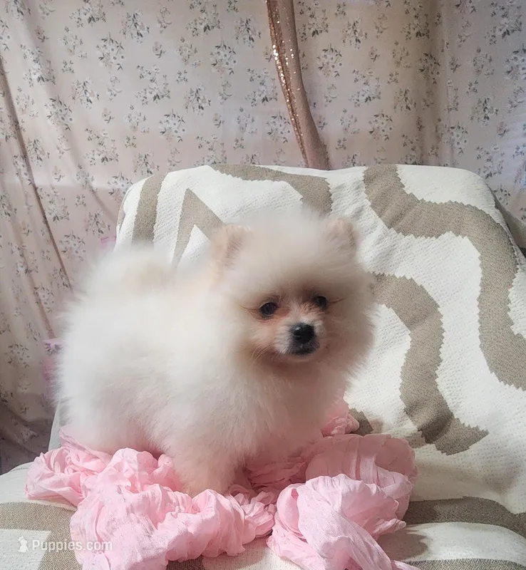Yuni – Pomeranian puppy for sale in Sacramento, CA