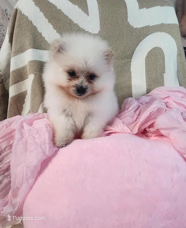 Yuni – Pomeranian puppy for sale in Sacramento, CA