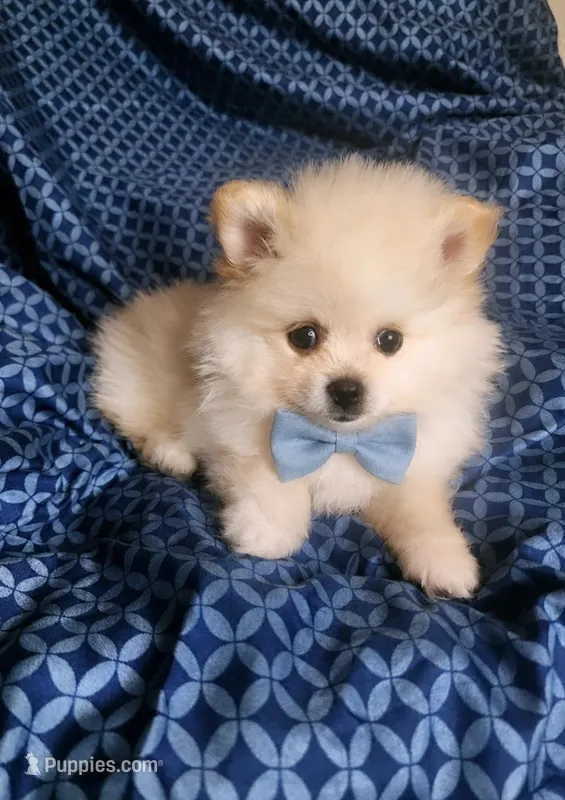 Jinu – Pomeranian puppy for sale in Sacramento, CA