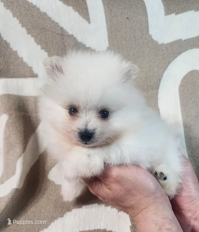 Milo – Pomeranian puppy for sale in Sacramento, CA