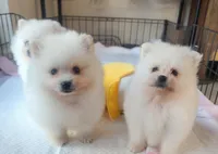 Milo, a male Pomeranian for sale in Sacramento, CA – Photo 2 of 2