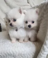 Mystery, a male Pomeranian for sale in Sacramento, CA – 3 of 3