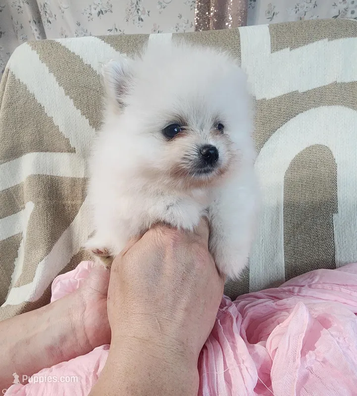 Yuri – Pomeranian puppy for sale in Sacramento, CA