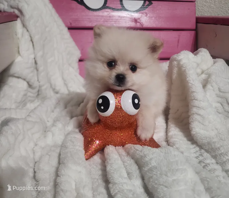 Jinu – Pomeranian puppy for sale in Sacramento, CA