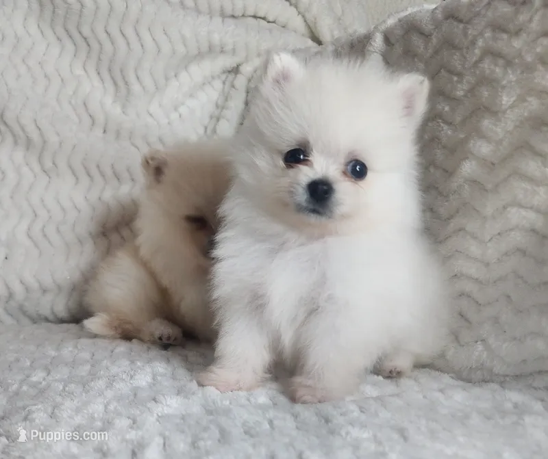 Mystery – Pomeranian puppy for sale in Sacramento, CA