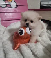 Jinu, a male Pomeranian for sale in Sacramento, CA – 2 of 2