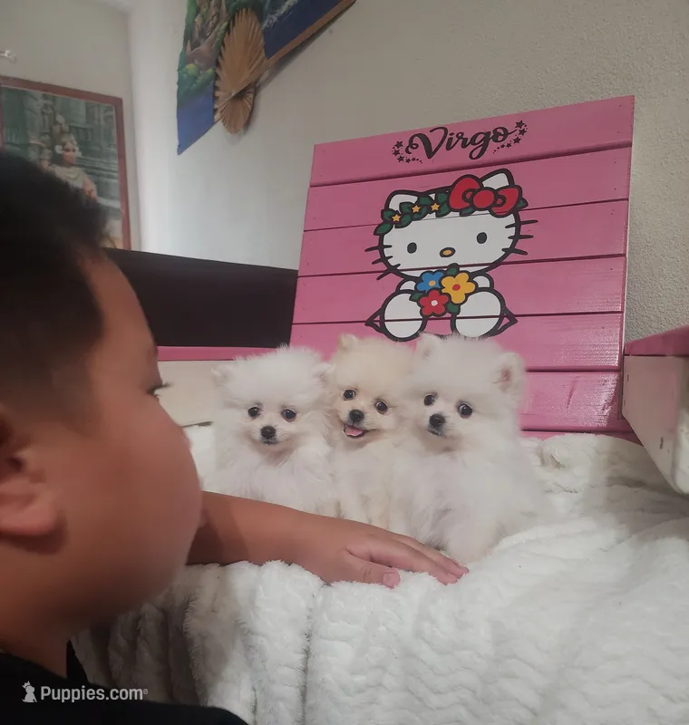 Jinu – Pomeranian puppy for sale in Sacramento, CA