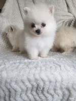 Mystery, a male Pomeranian for sale in Sacramento, CA – 2 of 3