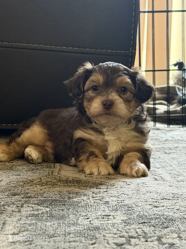 Charlie – Maltipoo puppy for sale in Turlock, CA