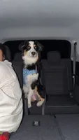 Apollo, a male Australian Shepherd for sale in East Liverpool, OH – 3 of 3
