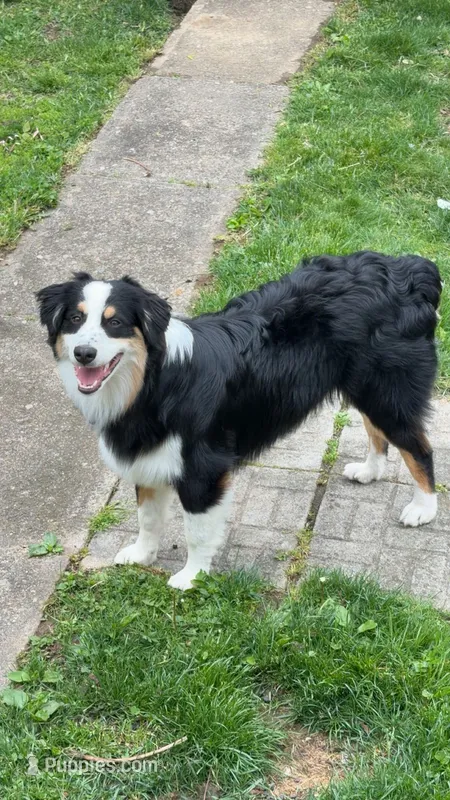 Apollo – Australian Shepherd puppy for sale in East Liverpool, OH