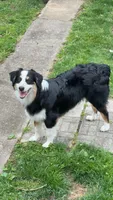 Apollo, a male Australian Shepherd for sale in East Liverpool, OH – 1 of 3