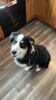 Apollo, a male Australian Shepherd for sale in East Liverpool, OH – 2 of 3