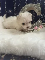 Marshmallow , a female Coton de Tulear and Maltese for sale in Middleburg, PA – 5 of 8