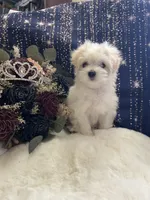 Marshmallow , a female Coton de Tulear and Maltese for sale in Middleburg, PA – 4 of 8