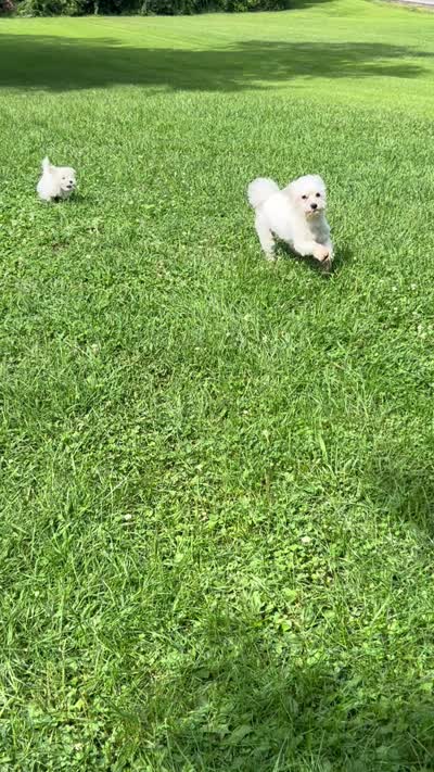 Marshmallow , a female Coton de Tulear and Maltese for sale in Middleburg, PA – 8 of 8