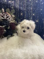Marshmallow , a female Coton de Tulear and Maltese for sale in Middleburg, PA – 6 of 8