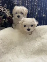 Marshmallow , a female Coton de Tulear and Maltese for sale in Middleburg, PA – 7 of 8