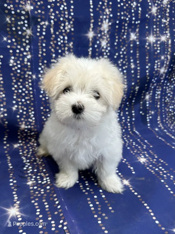 Marshmallow  – Coton de Tulear, Maltese puppy for sale in Middleburg, PA