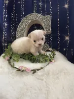 Marshmallow , a female Coton de Tulear and Maltese for sale in Middleburg, PA – 3 of 8