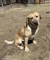 Kelvin, a male Labrador Retriever for sale in Colorado Springs, CO – 5 of 6
