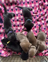 Kelvin, a male Labrador Retriever for sale in Colorado Springs, CO – 6 of 6