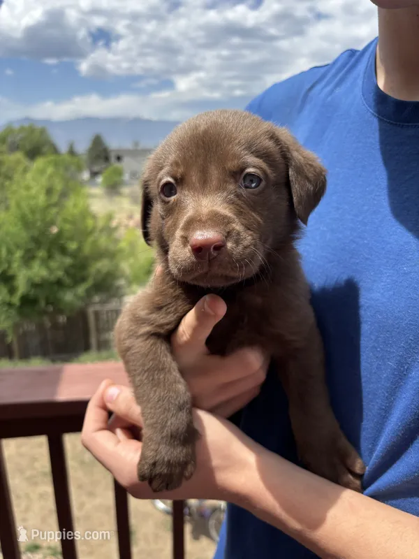 Neutron – Labrador Retriever puppy on hold in Colorado Springs, CO