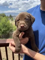 Neutron, a male Labrador Retriever for sale in Colorado Springs, CO – 1 of 6