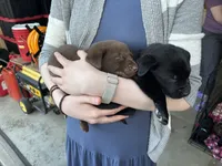 Magnesium, a female Labrador Retriever for sale in Colorado Springs, CO – 2 of 6