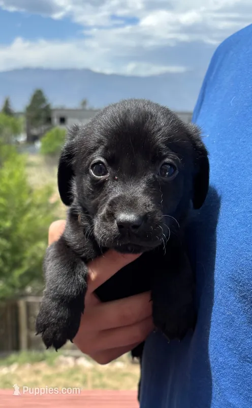 Magnesium – Labrador Retriever puppy for sale in Colorado Springs, CO