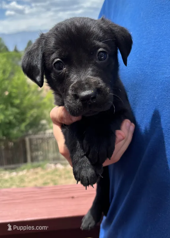 Kelvin – Labrador Retriever puppy for sale in Colorado Springs, CO
