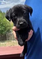 Kelvin, a male Labrador Retriever for sale in Colorado Springs, CO – 1 of 6