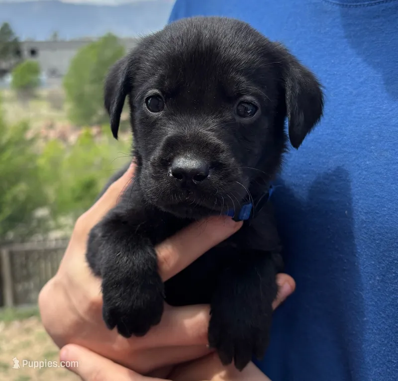Hydro – Labrador Retriever puppy for sale in Colorado Springs, CO